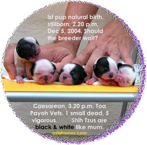Shih Tzu dam had difficulty in giving birth. First born naturally but dead. 