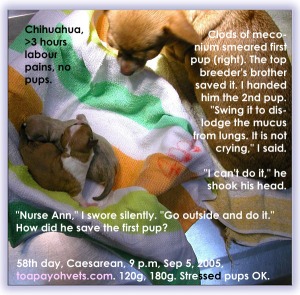 Any further delay would have killed Chihuahua pups. Toa Payoh Vets. 